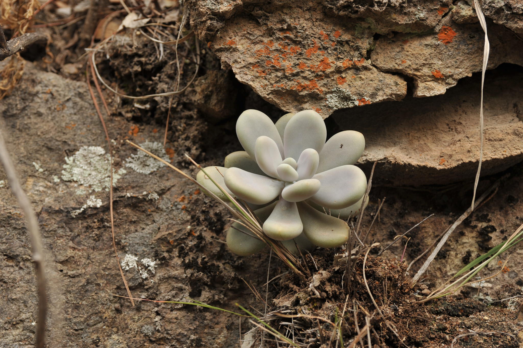 Graptopetalum amethystinum